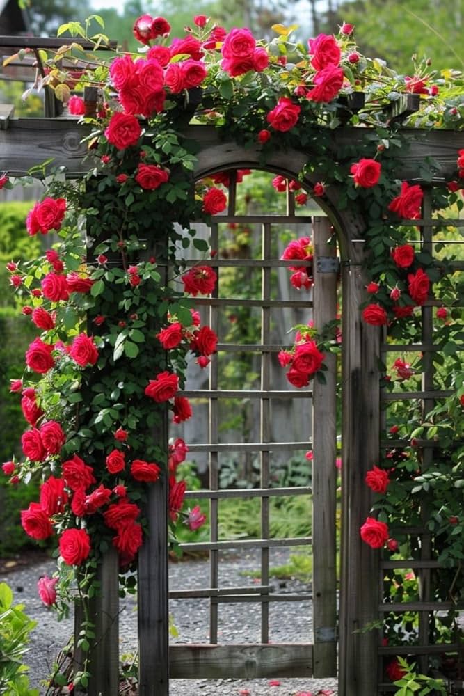 Climbing Rose Rosa spp. Seeds for Planting in Flower Bed