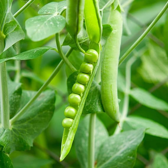 Pea Pisum sativum Early Frosty vegetable seeds for planting in kitchen garden or trellis garden rows