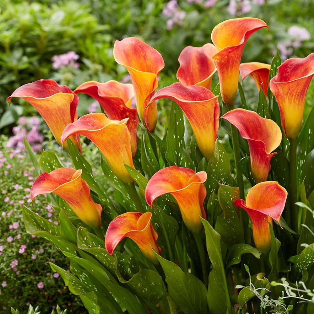 Calla Lily Bulbs - Flame