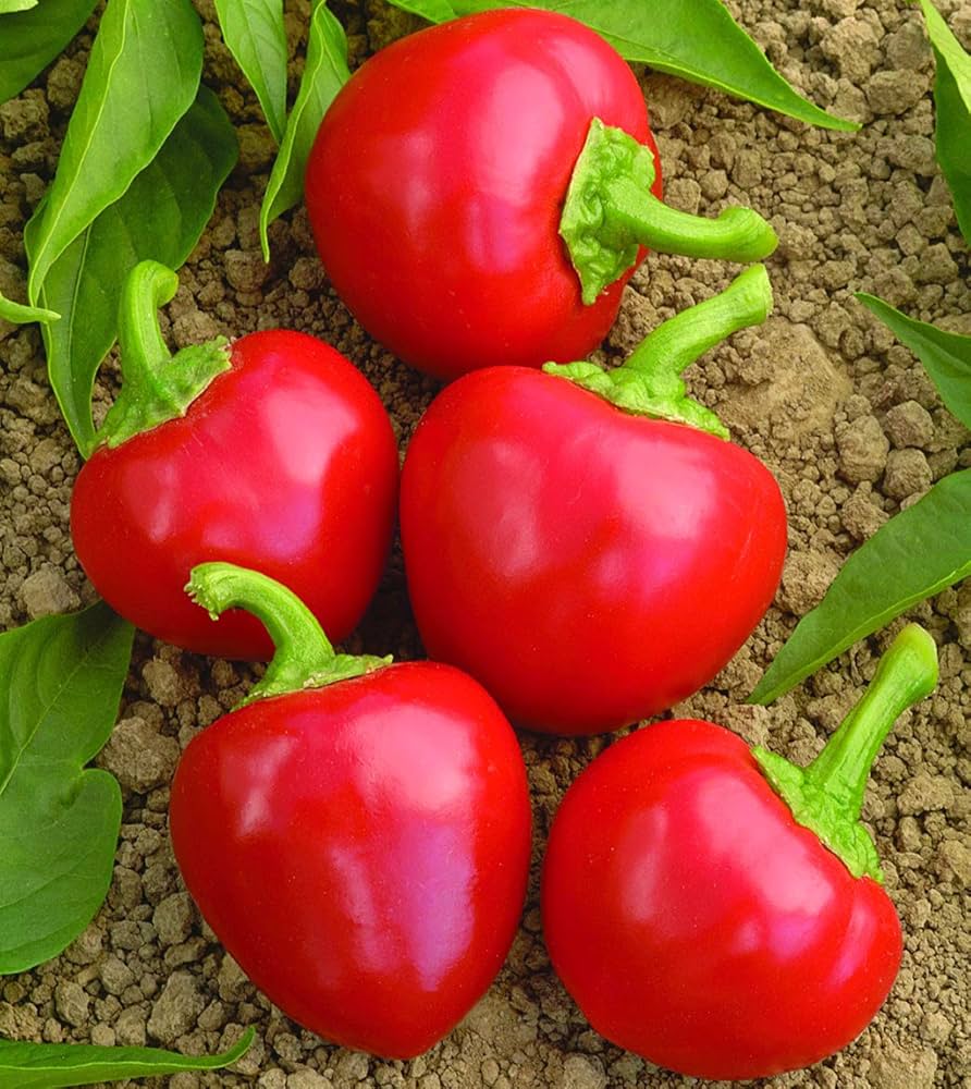 Pepper Capsicum Chinense Trinidad Cherry Sweet Mild Vegetable Seeds for Planting – Perfect for Flavorful Harvest and Container Growing