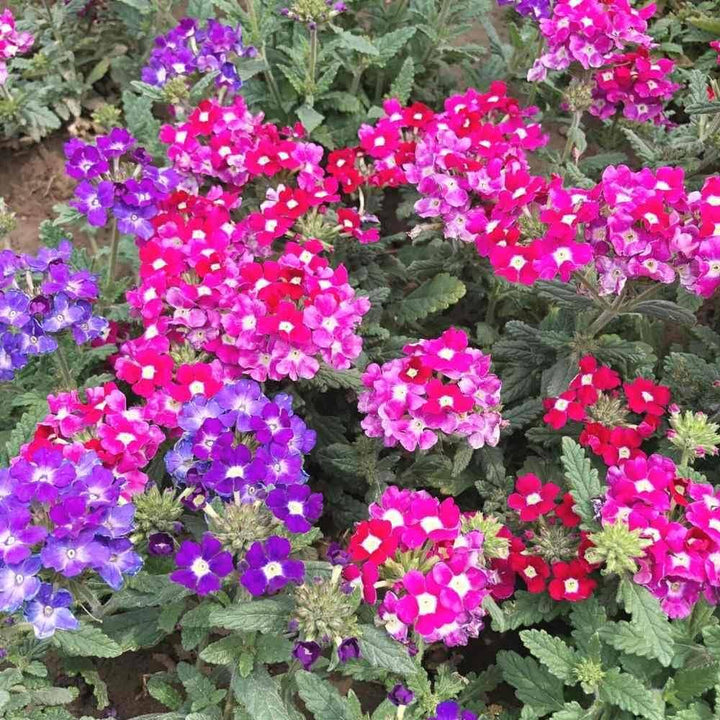 Burgundy Verbena Flower Seeds for Planting - 100