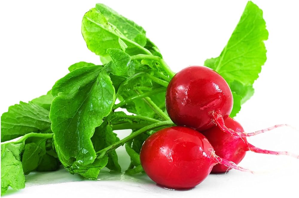 Hail Ravanello Chicco Radish Seeds - Crisp Fast-Growing Radishes ...