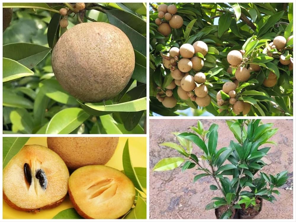 Fruit Various Species Organic Seeds for Planting – Ideal for Edible Gardening and Sustainable Harvests