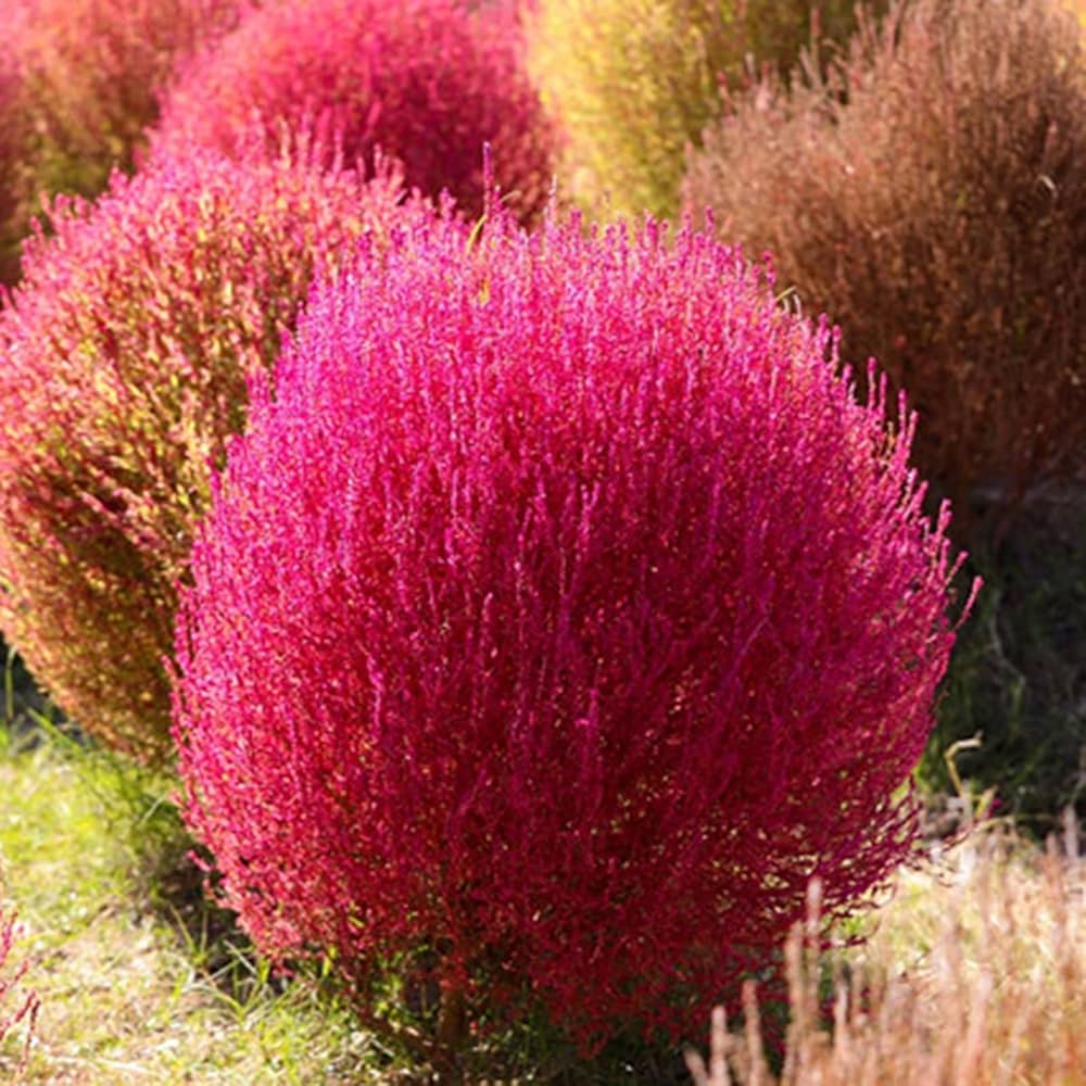 Burning bush – Euonymus alatus – colorful foliage seed