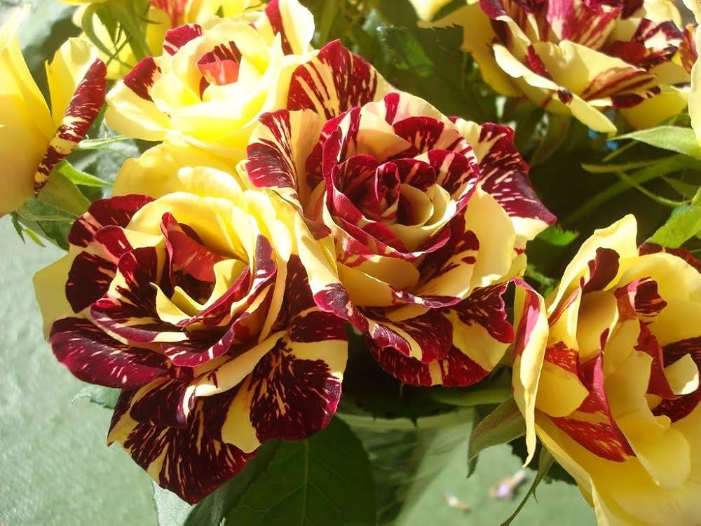 Mixed dark red and yellow rose flower seeds