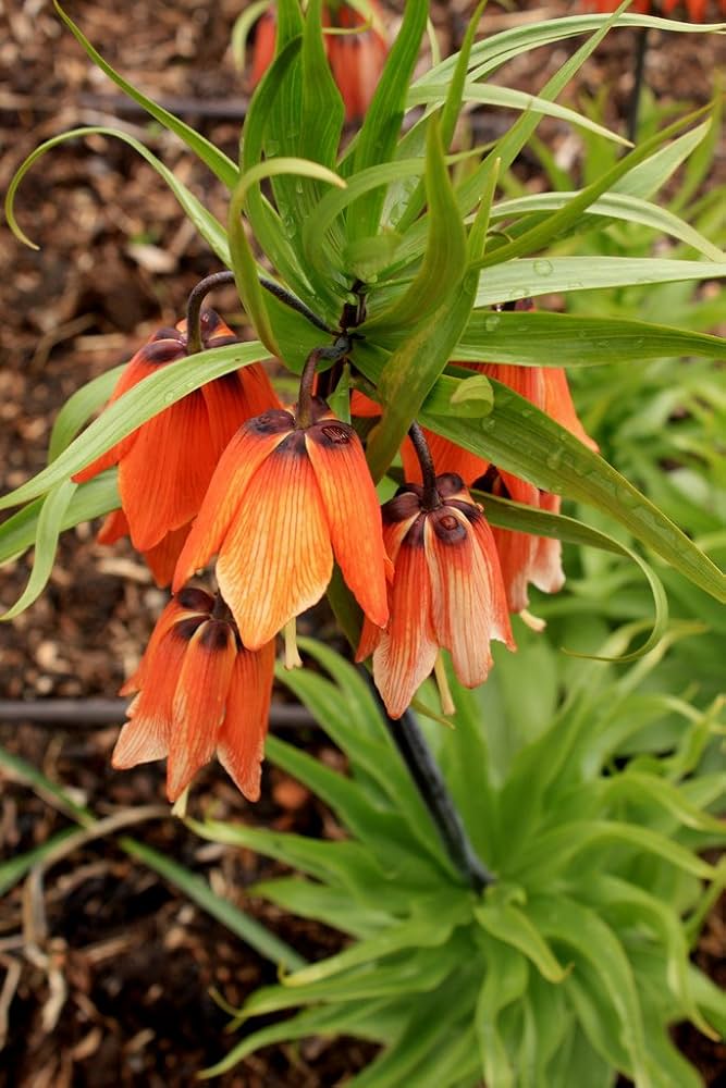 Crown Imperial Fritillaria imperialis Seeds for Planting in Flower Bed & Garden