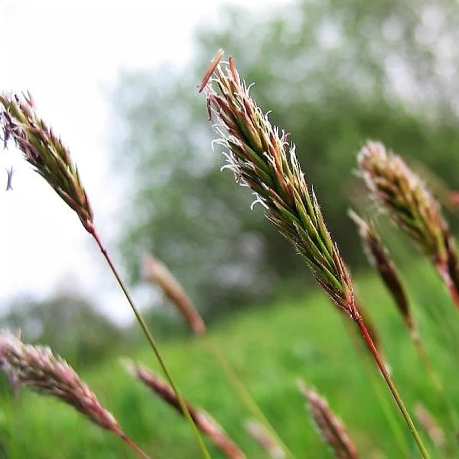 Sweet Vanilla Grass Anthoxanthum nitens Seeds for Planting in Indoor Garden and Herb Bed