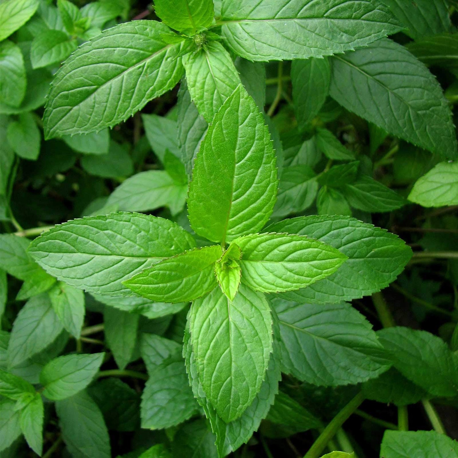 Apple Mint Herb Seeds for Planting– Strong, Fragrant Flavor-Heirloom & Non-GMO Seeds for planting – Fresh Herb for Your Garden