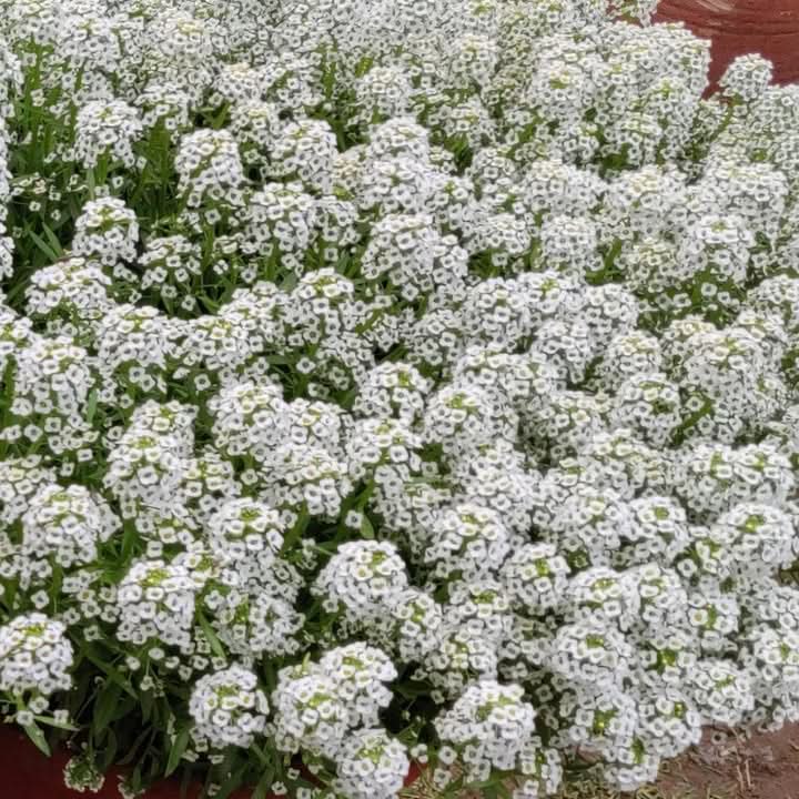 Tiny Tim Alyssum White Flower Seeds for Planting, Non-GMO, Fragrant Garden Blooms