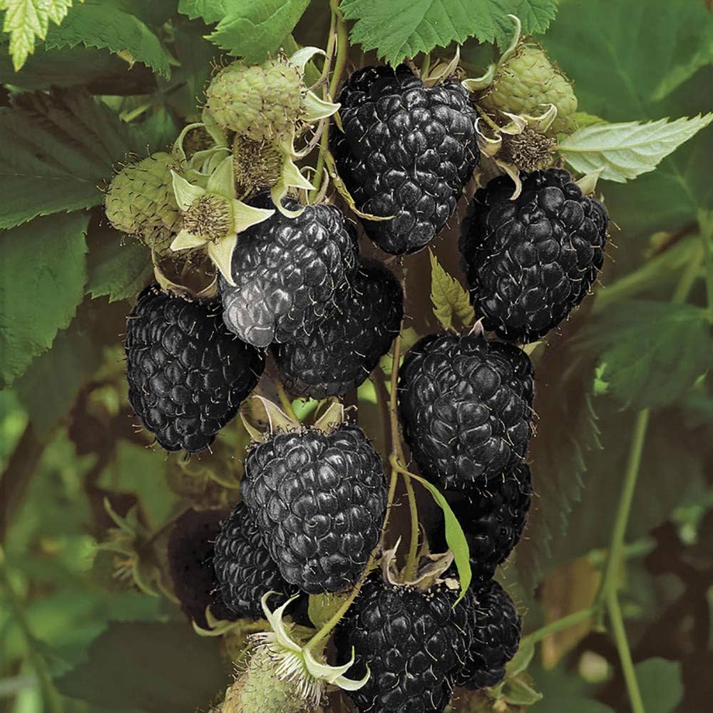 Jewel Black Raspberry Plants