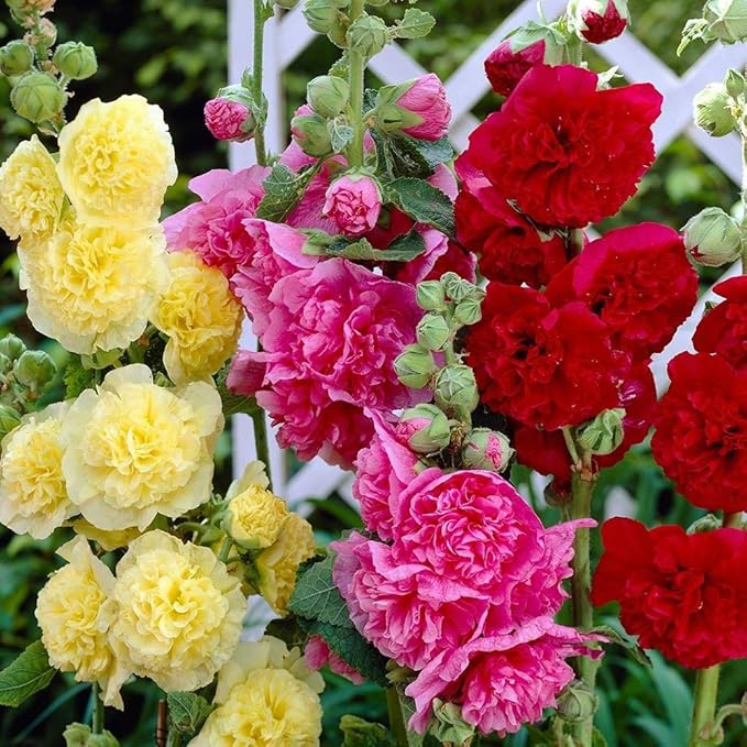 Stockrose Flower Alcea rosea Seeds for Planting in Flower Bed & Garden