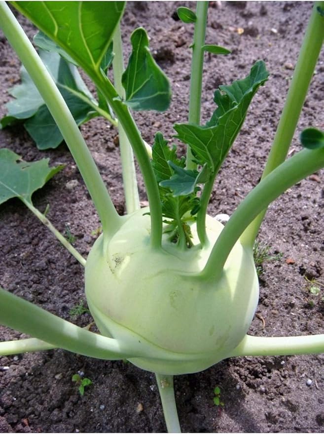 Turnip Delikatesnaya Belaya Brassica rapa vegetable seeds for planting in kitchen garden