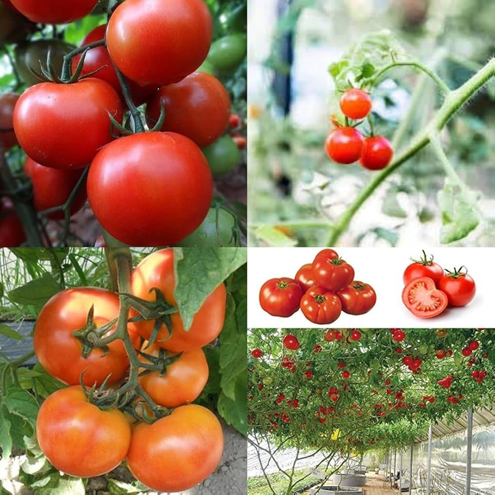 Kitchen Minis Siam Edible Potted Tomato Seeds | Small-Space Mini Red Tomatoes – Heirloom, Non-GMO, High Germination Organic Garden Seeds