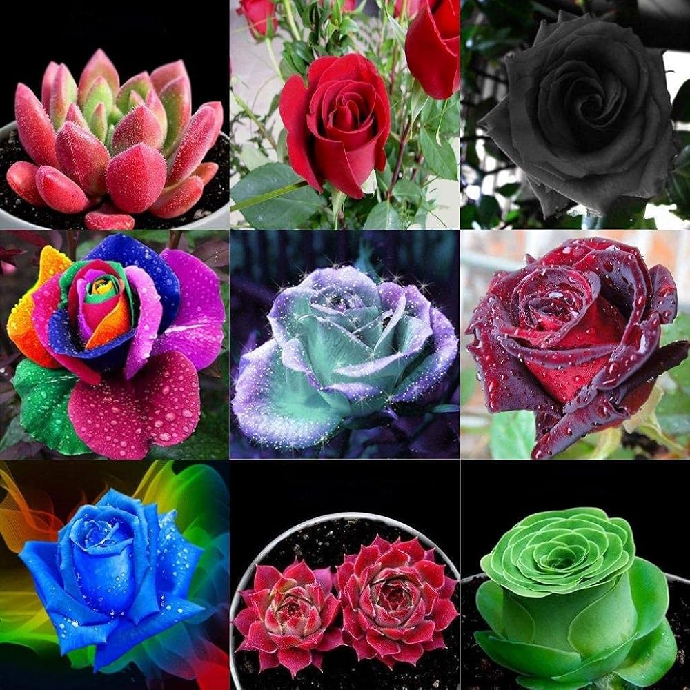 Rose flower – Rosa spp. for planting in flower bed and urban garden
