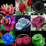 Rose flower – Rosa spp. for planting in flower bed and urban garden