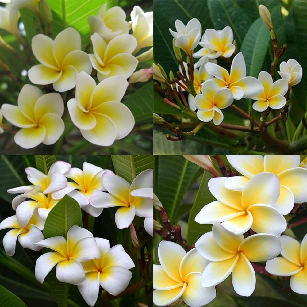 Frangipani Plumeria Rubra Lei Flower Seeds for Planting – Ideal for Tropical Home Garden and Fragrant Landscaping