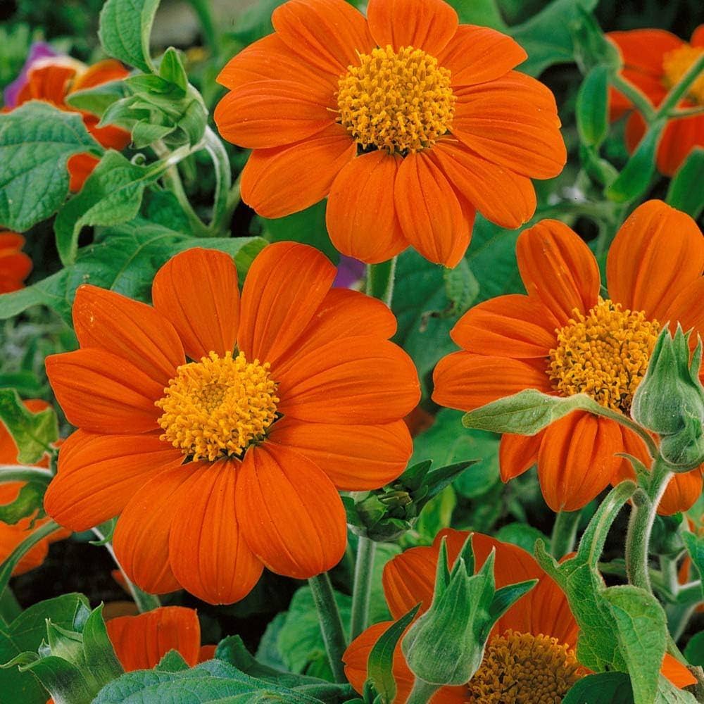 Orange Tithonia Speciosa Flower Seeds for Planting, 100 seeds for planting in home garden