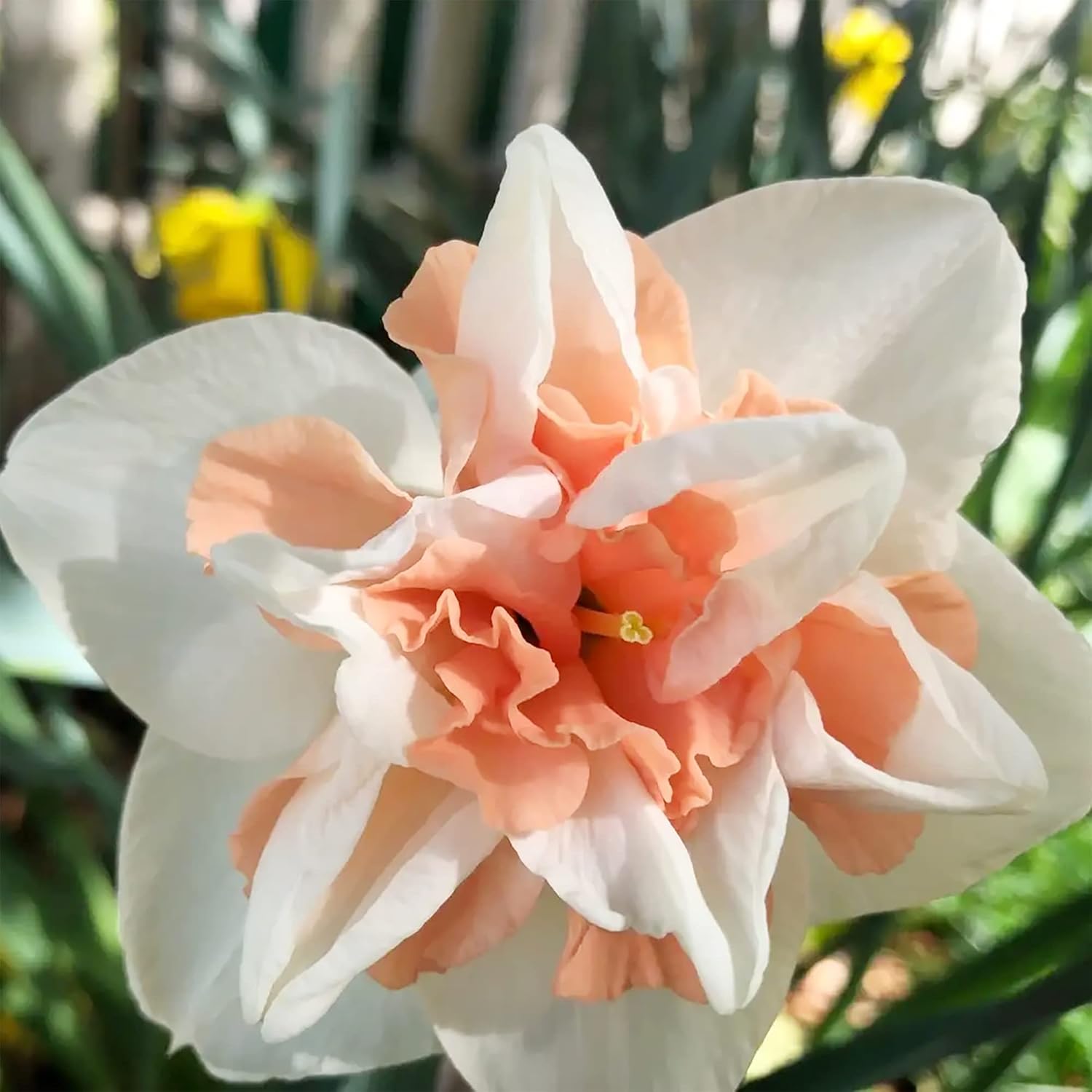 Double Petals Narcissus Seeds