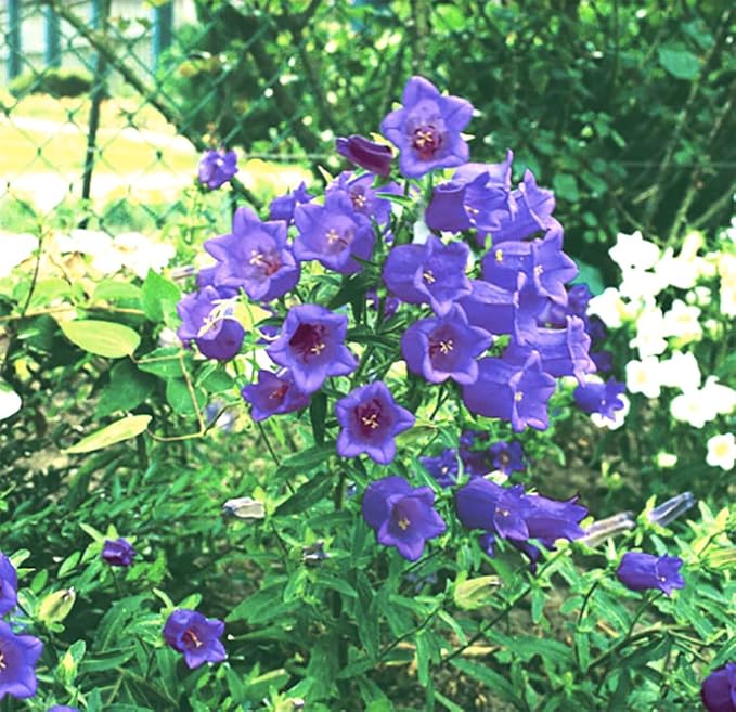 Canterbury Bells Seeds - Mixed