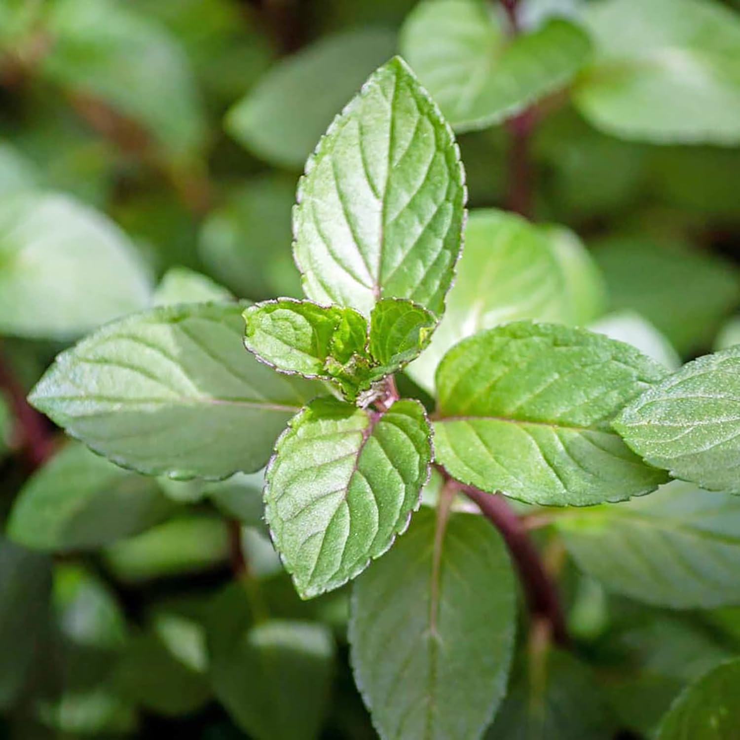 Chocolate Mint Seeds