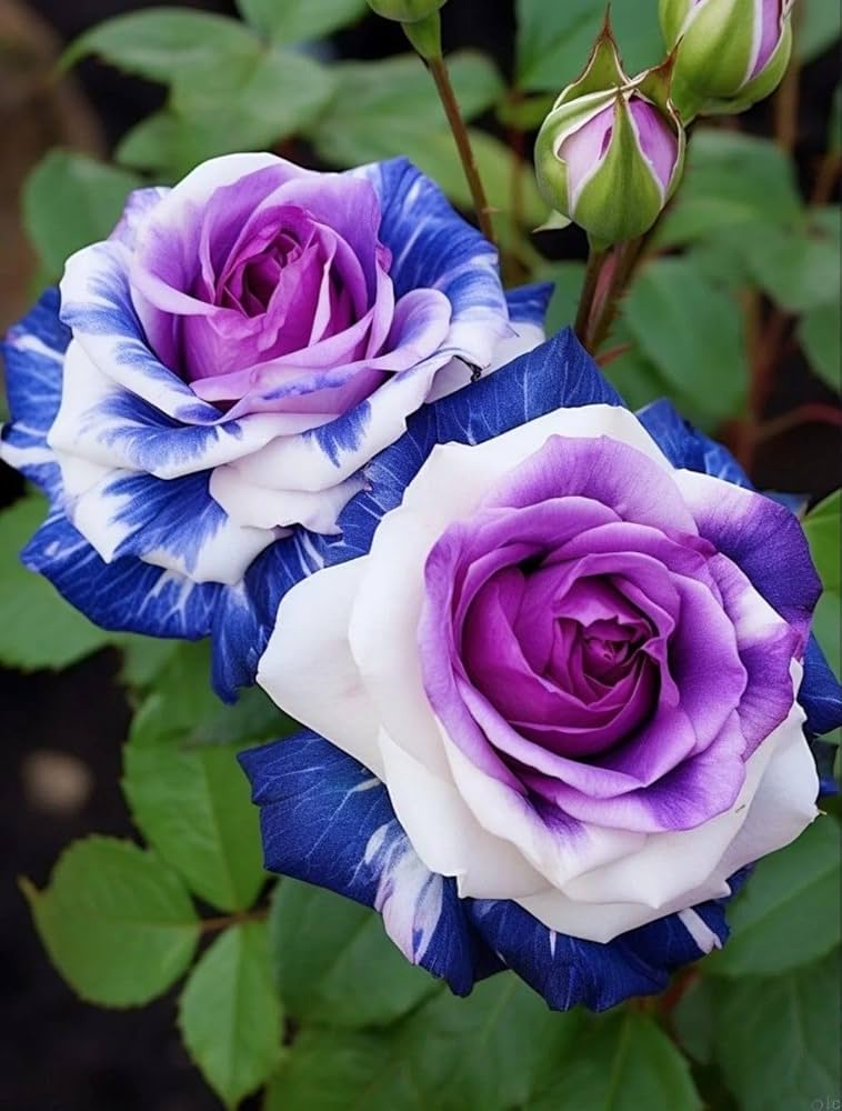 Rose Hybrida Rare Flower Seeds for Planting in vertical garden or backyard trellis designs