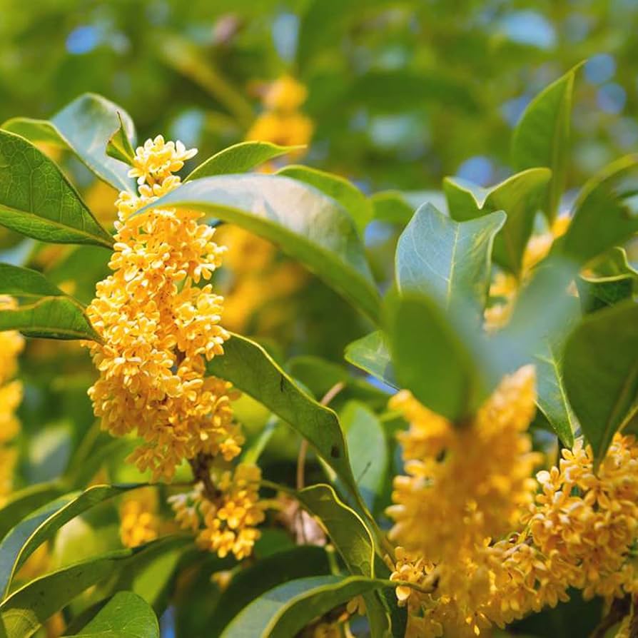 Osmanthus Fragrans Seeds for Planting fragrant garden ornamental bed