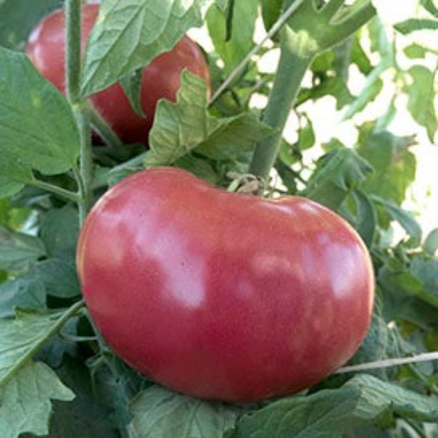 Red Mortgage Seeds for Planting