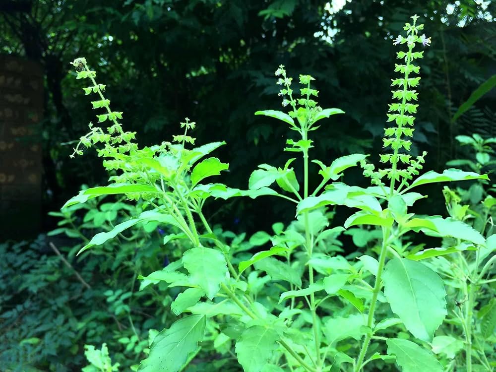 Holy Basil Seeds - Rama Tulsi - + Organic Seeds for Indoor Herb Gardening