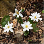 Bloodroot Wildflower Sanguinaria canadensis for planting in woodland garden