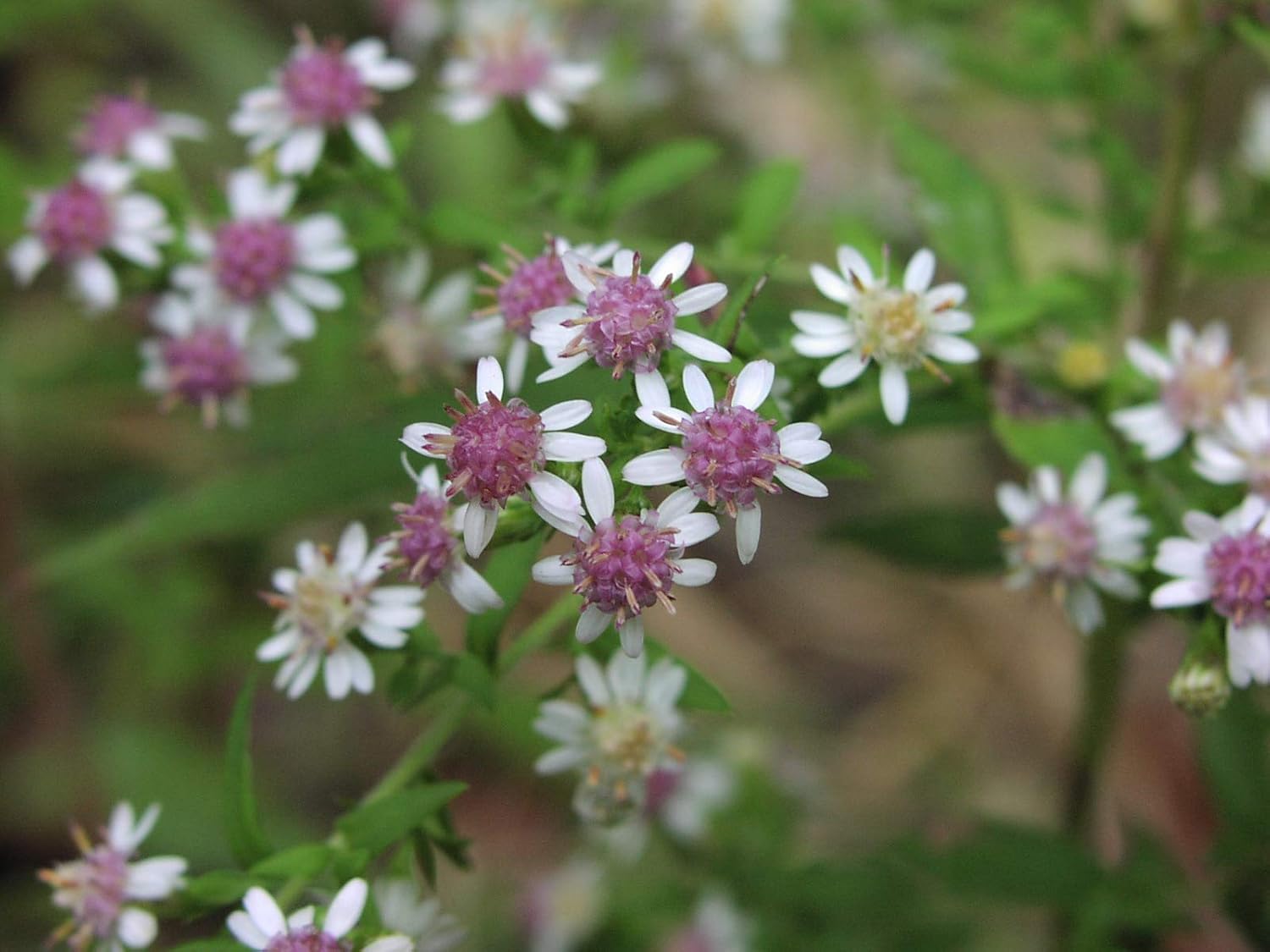 Aster Lateriflorus Flower Seeds – Heirloom, Non-GMO Flower Seeds for Planting - Lateriflorus for planting in home garden
