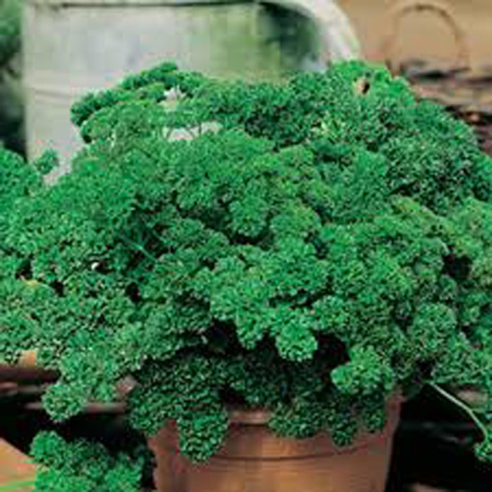 Curled Parsley Petroselinum crispum Seeds for Planting in Vegetable Patch & Garden