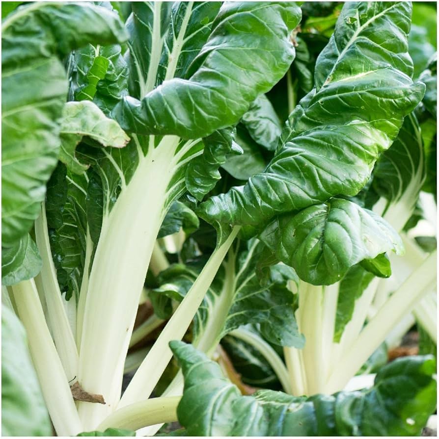 Swiss Chard Beta Vulgaris Fordhook Giant Leafy Vegetable Seeds for Planting – Great for Kitchen Garden and Nutrient-Rich Greens