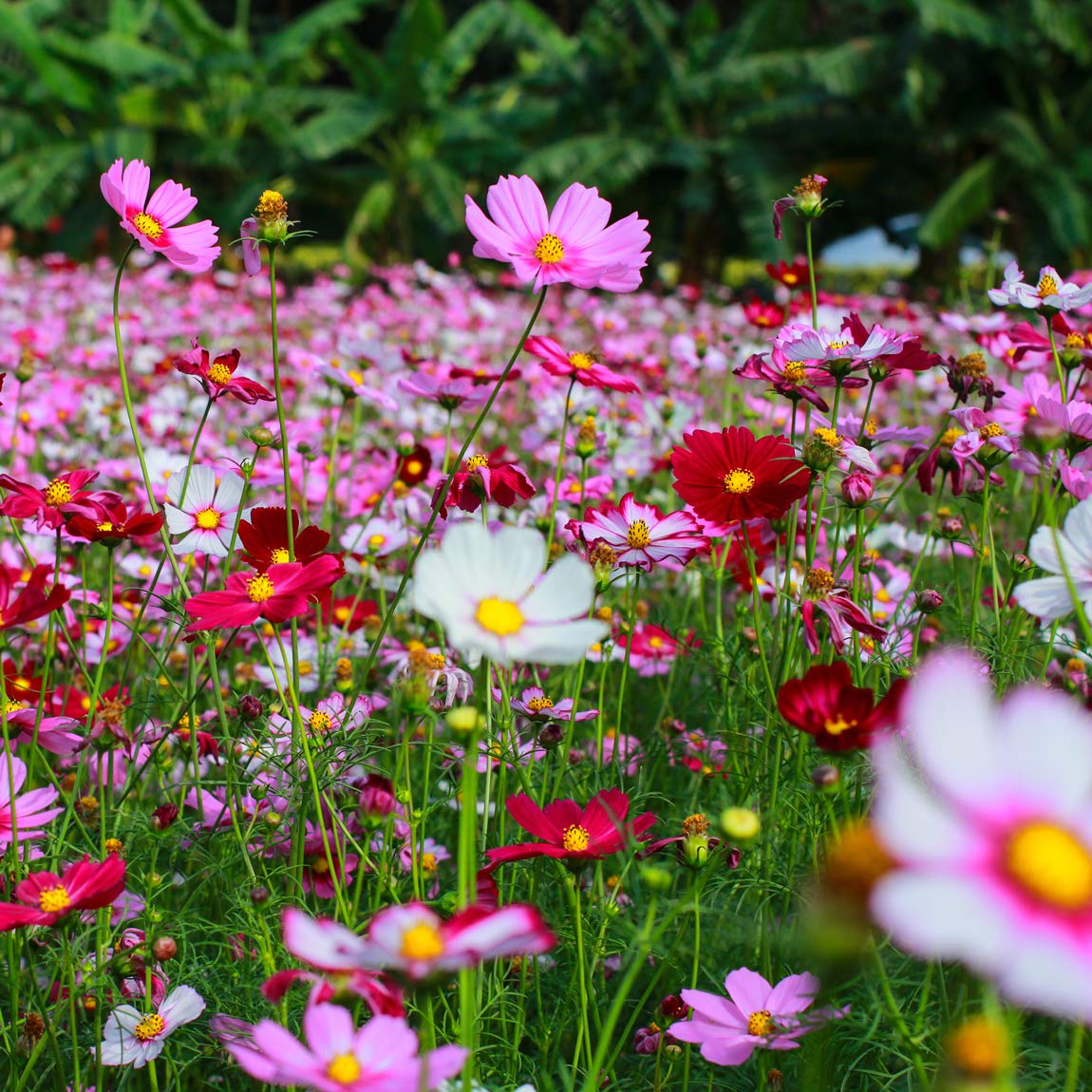 Cosmos Seeds - Hot Pink & White Mix