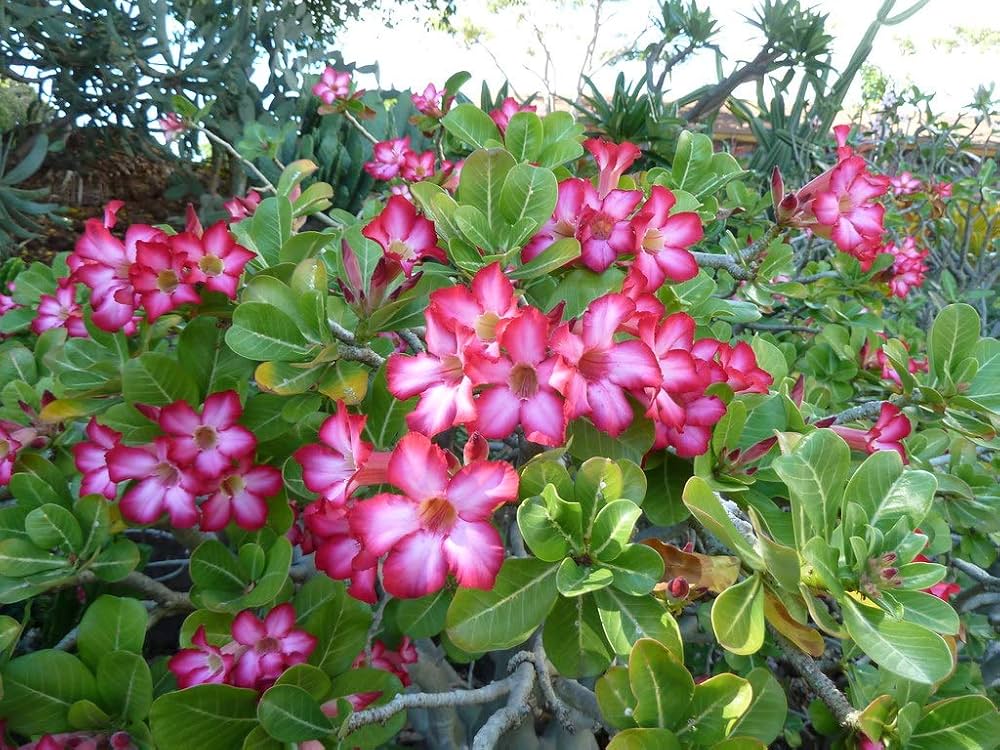 Adenium Obesum Seeds – Beautiful, Hardy Desert Rose for Your Garden or Indoor Plant Collection
