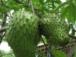 Soursop (Annona muricata) – tropical fruit for planting in garden