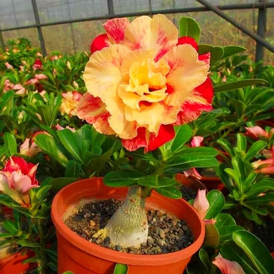 Red-Edged Rose Seeds – Rosa Hybrida for Indoor Pots & Backyard Beds ...