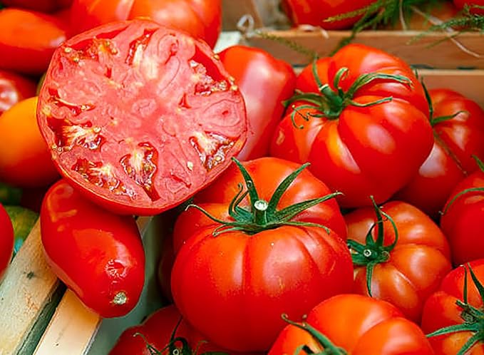 Tomato Krasnyy Giganten Solanum lycopersicum vegetable seeds for planting in kitchen garden or home garden