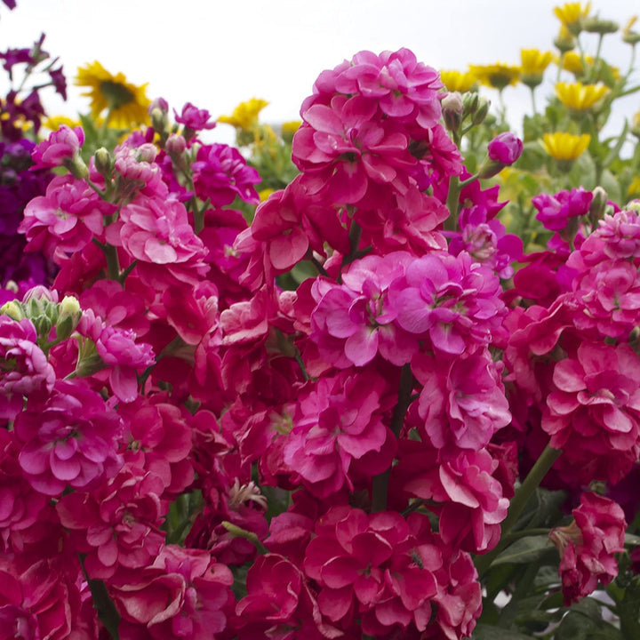 Maroon Matthiola Incana Flower Seeds for Planting, 100 pcs