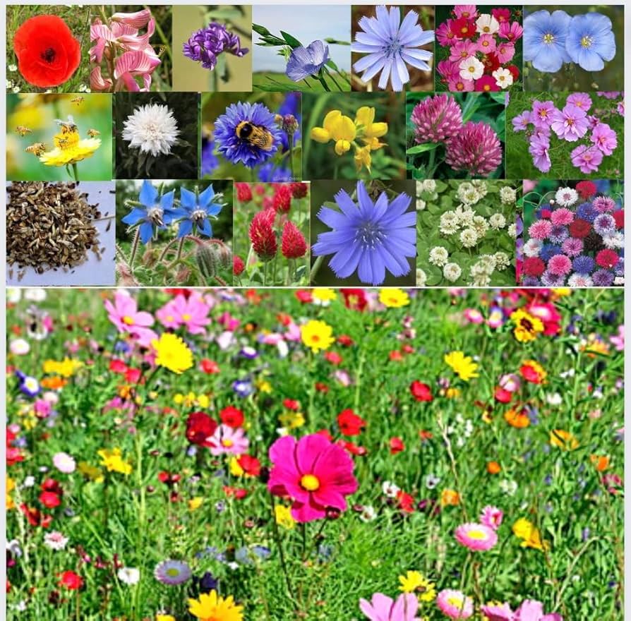 Burpee Wildflower Bulk Bag Varieties of Flower Seeds Poll – Heirloom, Non-GMO, High Germination Organic Garden Seeds