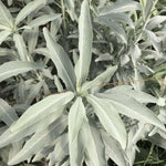 California White Sage Seeds for planting in herb garden