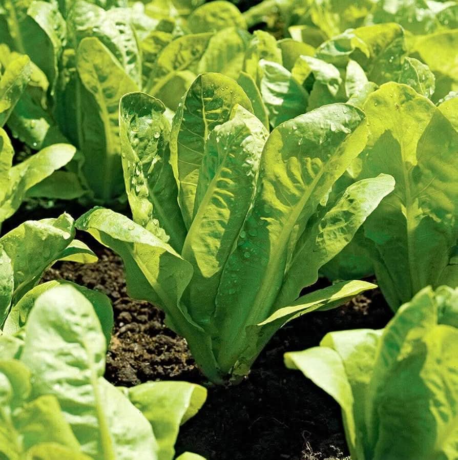 Parris Island Cos Romaine Lettuce Heirloom Vegetable Seeds