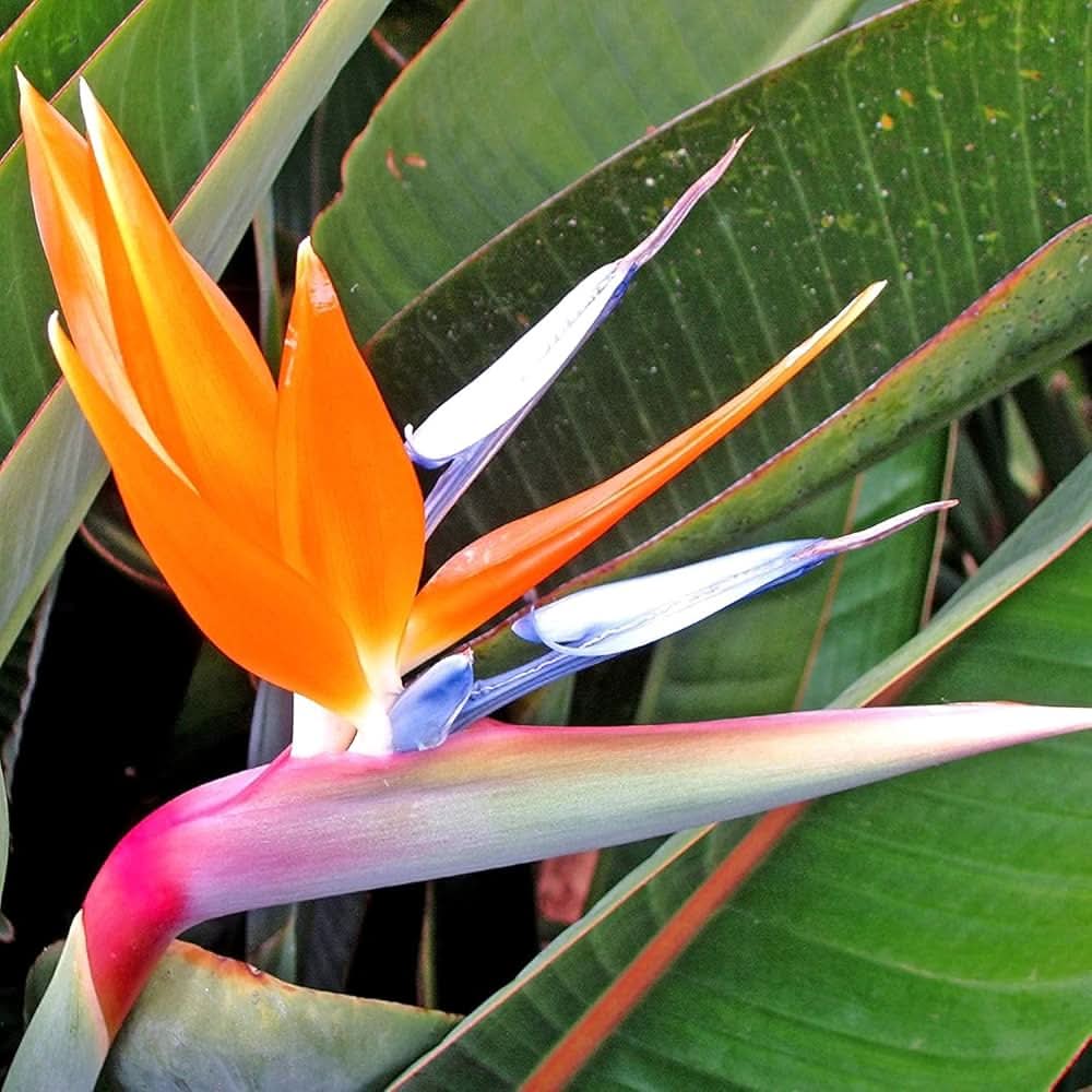 Bird of Paradise Strelitzia reginae Flower Seeds for Planting in tropical home gardens