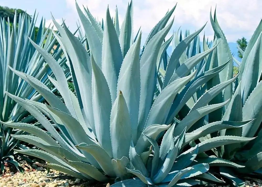 Green Agave Ferox Seeds – Heirloom, Non-GMO Succulent Plant Seeds for Easy Planting for planting in home garden