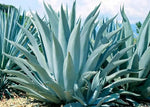 Agave Havardiana Succulent Plant Seeds for Planting - NON GMO Seeds Dhara Seeds
