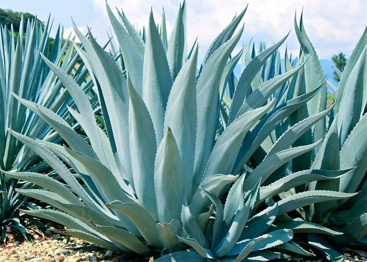 Mixed Agave Plant Seeds for Planting - 100 pcs for planting in your garden.