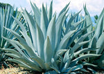 Mixed Agave Plant Seeds for Planting - 100 pcs for planting in your garden.