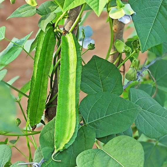 Asian Winged Bean Psophocarpus tetragonolobus Vegetable Seeds for Planting in Vegetable Patch