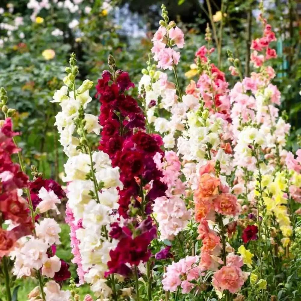 Snapdragon Antirrhinum Majus Flower Seeds for Planting in kitchen garden borders and indoor pots