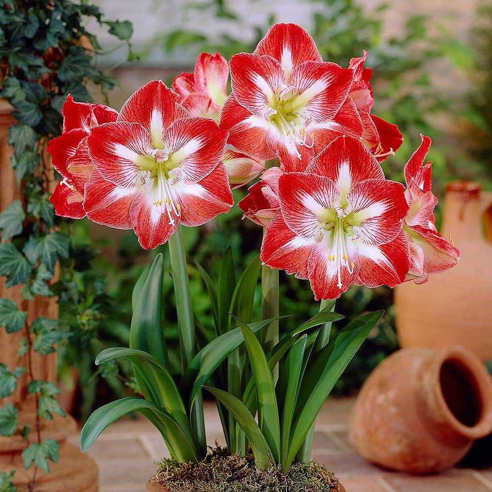 Amaryllis Hippeastrum Hybrid Flower Seeds for Planting – Perfect for Indoor Pots and Seasonal Displays