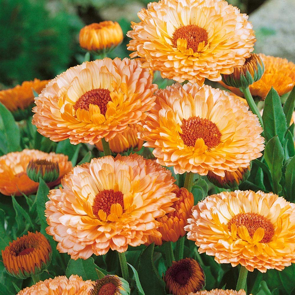 Calendula Seeds - Pink Surprise